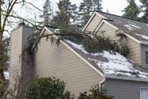 Fallen branches on the roof